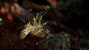 harlequin shrimp
